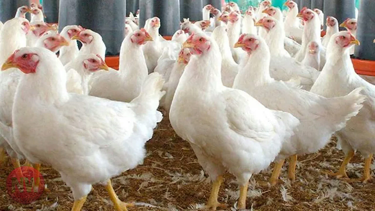 تراجع أسعار الدواجن الحية في مصر اليوم الثلاثاء 24-2-2026