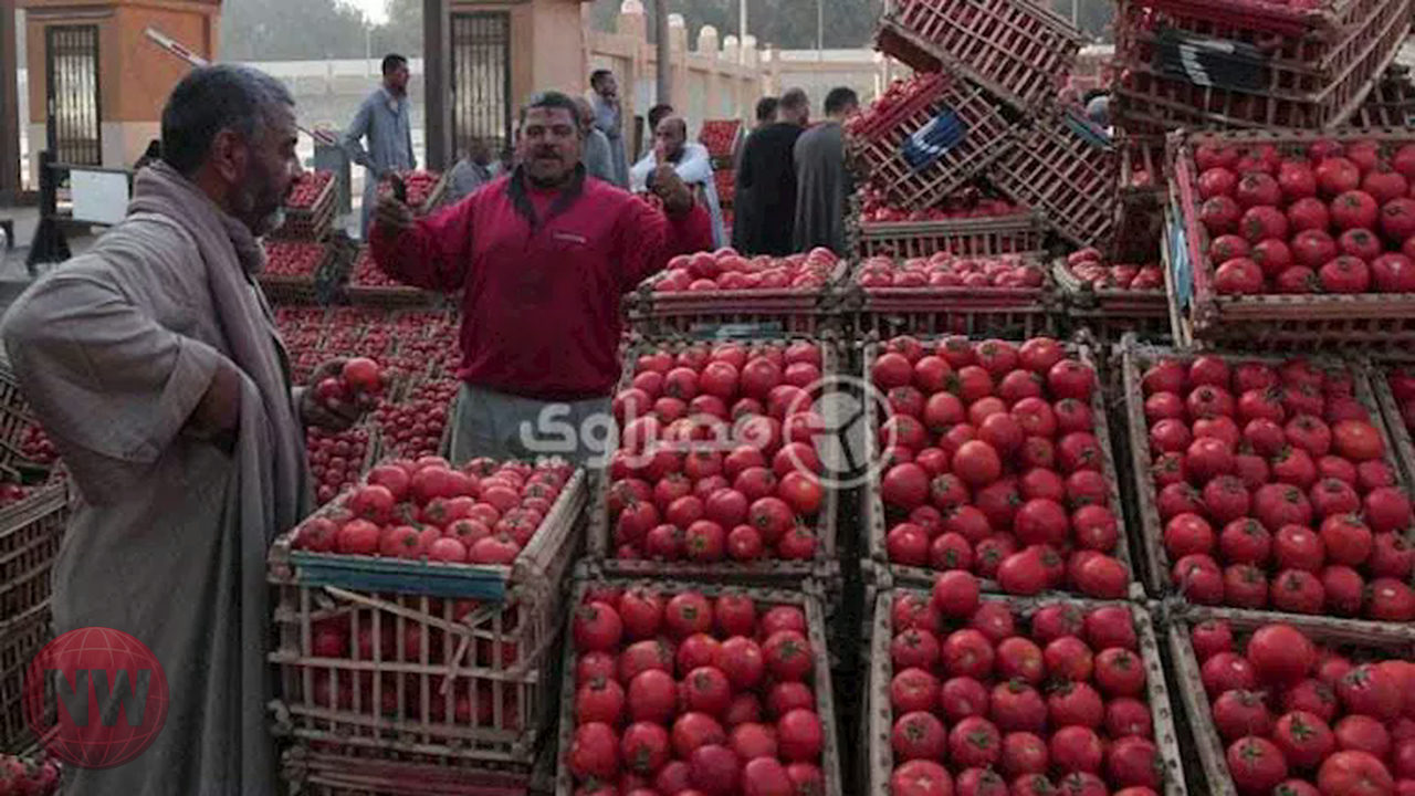 أسعار الطماطم تهبط 10 جنيهات للكيلو استعدادًا للعروة الجديدة