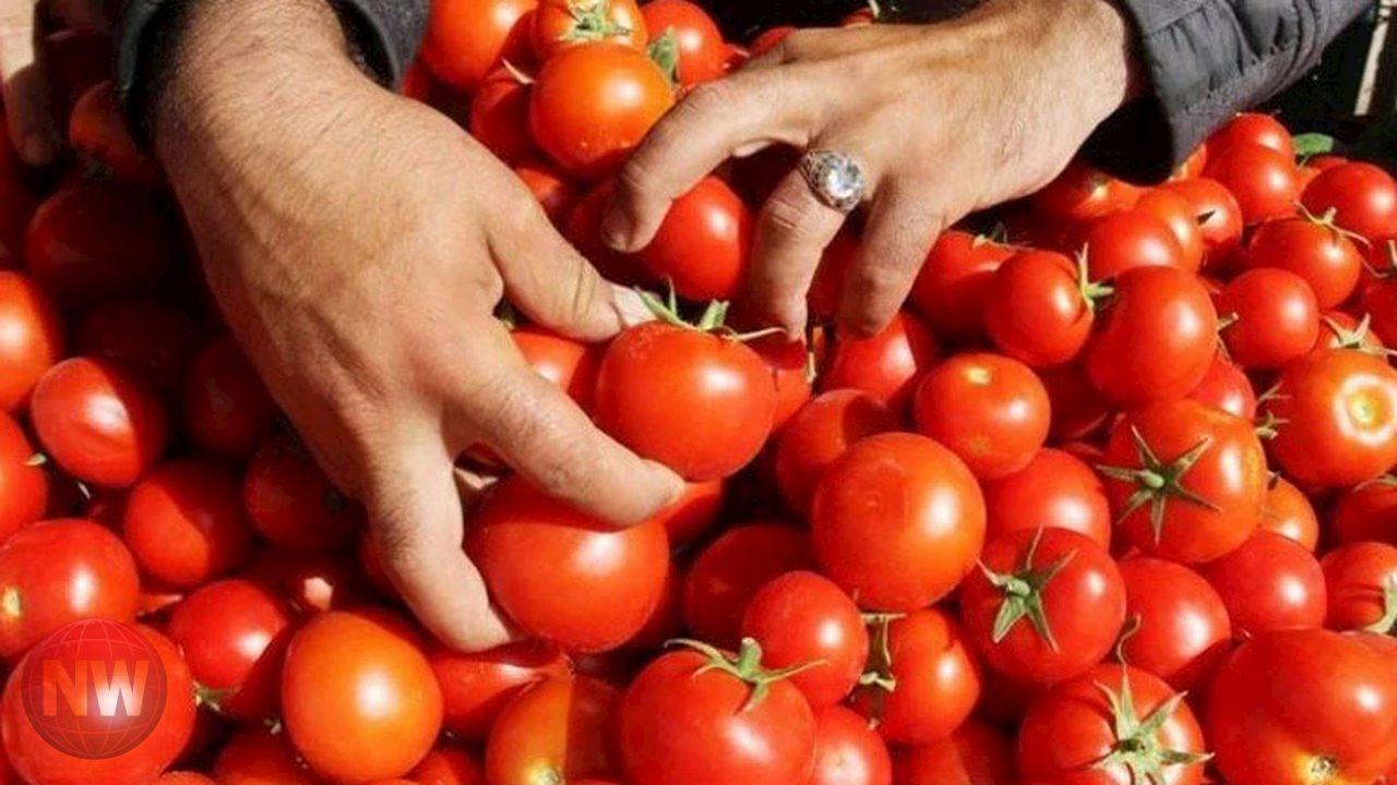 الجنيه المصري يخسر 83% من قيمته الدولارية خلال 10 سنوات