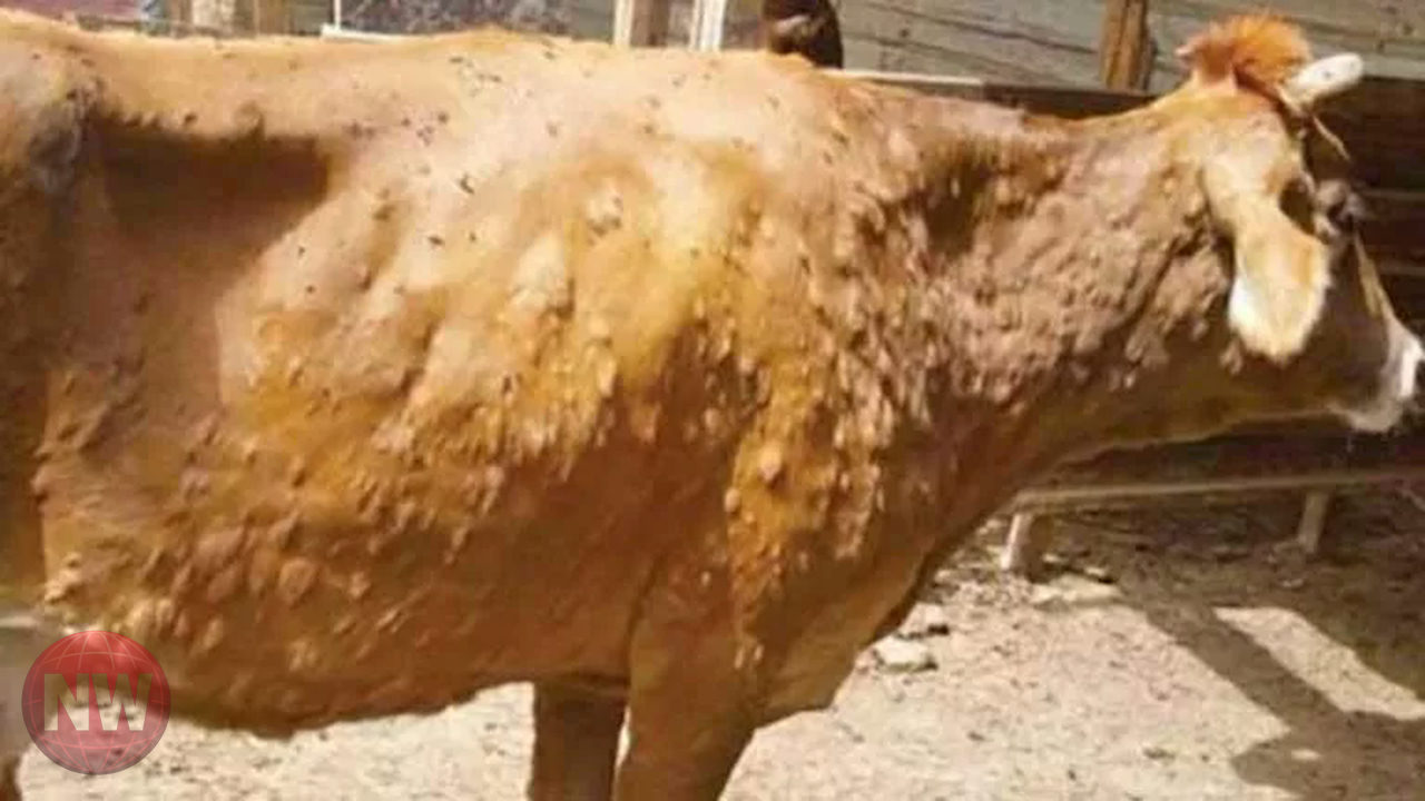 الجلد العقدي يصعد 6% بحالات الماشية.. وإنفلونزا الطيور تتراجع 83%