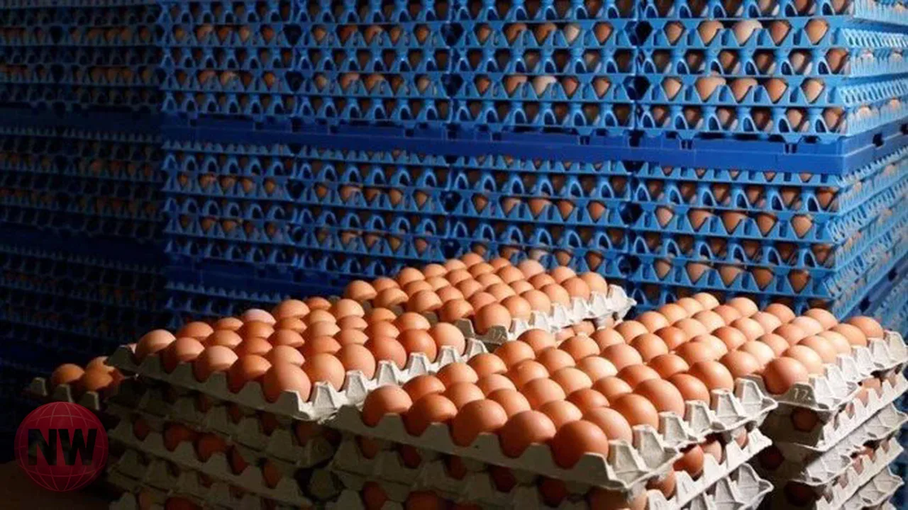 استقرار أسعار كرتونة البيض اليوم في الأسواق المصرية
