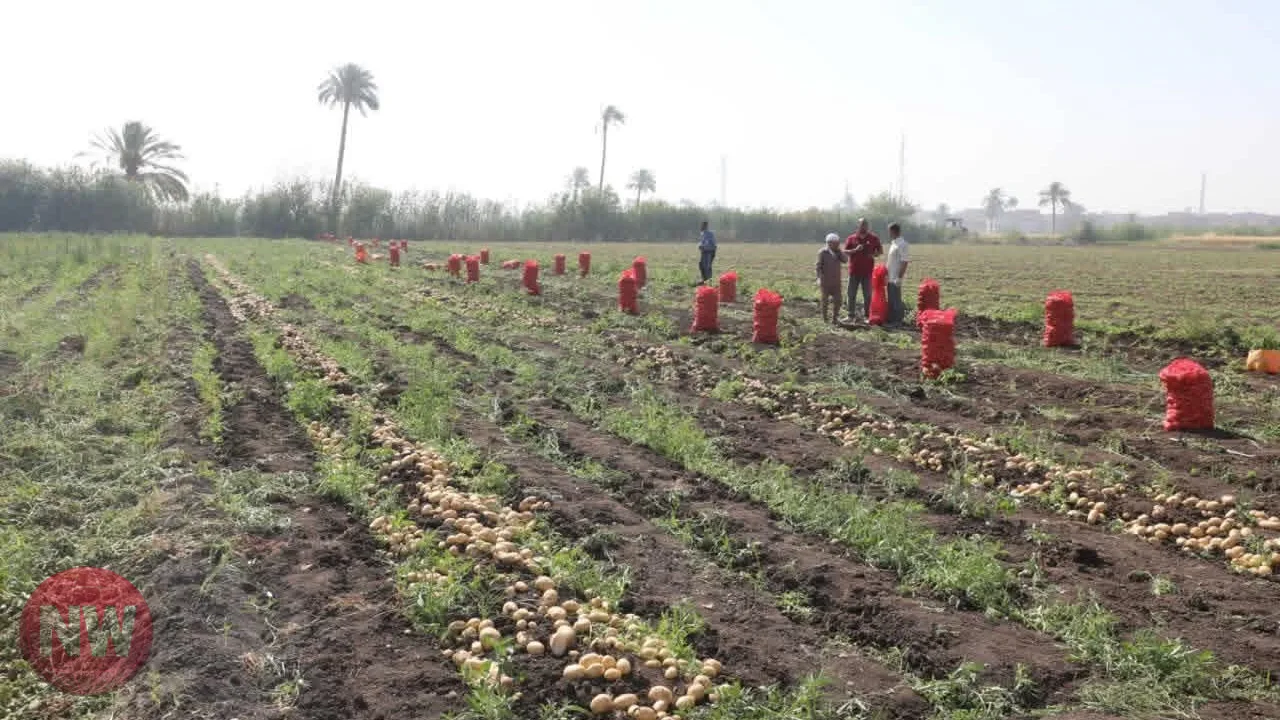 انطلاق موسم البطاطس بفرعي طنطا وكفر الزيات