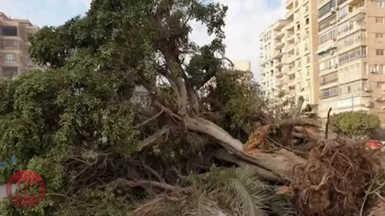 دراسات ترصد تراجع الغطاء النباتي في مصر وتأثيراته