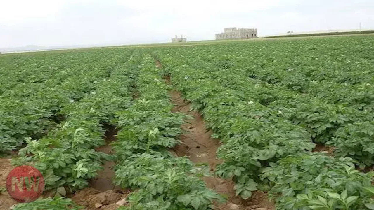 تحذيرات من تأثير الإجهاد الحراري على المحاصيل الزراعية