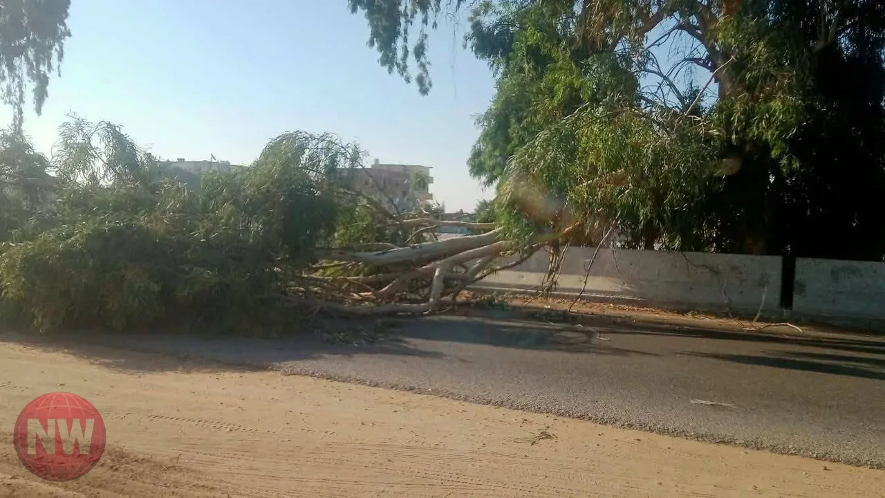 إعادة فتح طريق الإسماعيلية الزقازيق بعد سقوط شجرة
