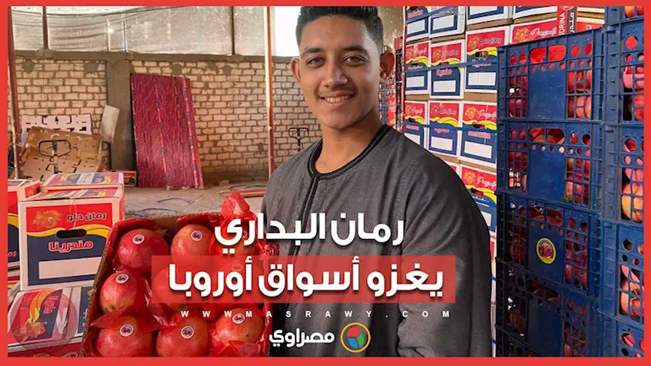 بدء موسم جني الرمان في مركز البداري بأسيوط