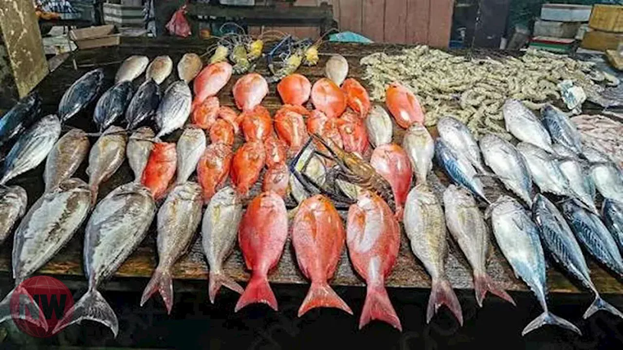 استقرار أسعار الأسماك في سوق العبور اليوم 19 أغسطس